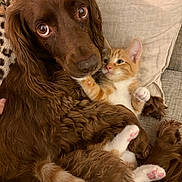 Willow joined the competition — help win amazing prizes! dog, kitten, cat, brown_dog, orange_cat, animal, pets, cuddling, cuddle, friendship, close_up, portrait, fluffy_fur, long_hair, wide_eyes, pink_paw_pads, paws, couch, pillow, indoors