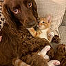 dog, kitten, cat, brown_dog, orange_cat, animal, pets, cuddling, cuddle, friendship, close_up, portrait, fluffy_fur, long_hair, wide_eyes, pink_paw_pads, paws, couch, pillow, indoors