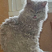 Aïvy a rejoint le concours — aidez-le/la à gagner de superbes lots ! cat, close_up, curly_fur, curtain, cute, domestic_animal, ears, feline, fluffy, fur_texture, gray_cat, indoor, pet, portrait, relaxed, sitting, table, tongue_out, whiskers, window