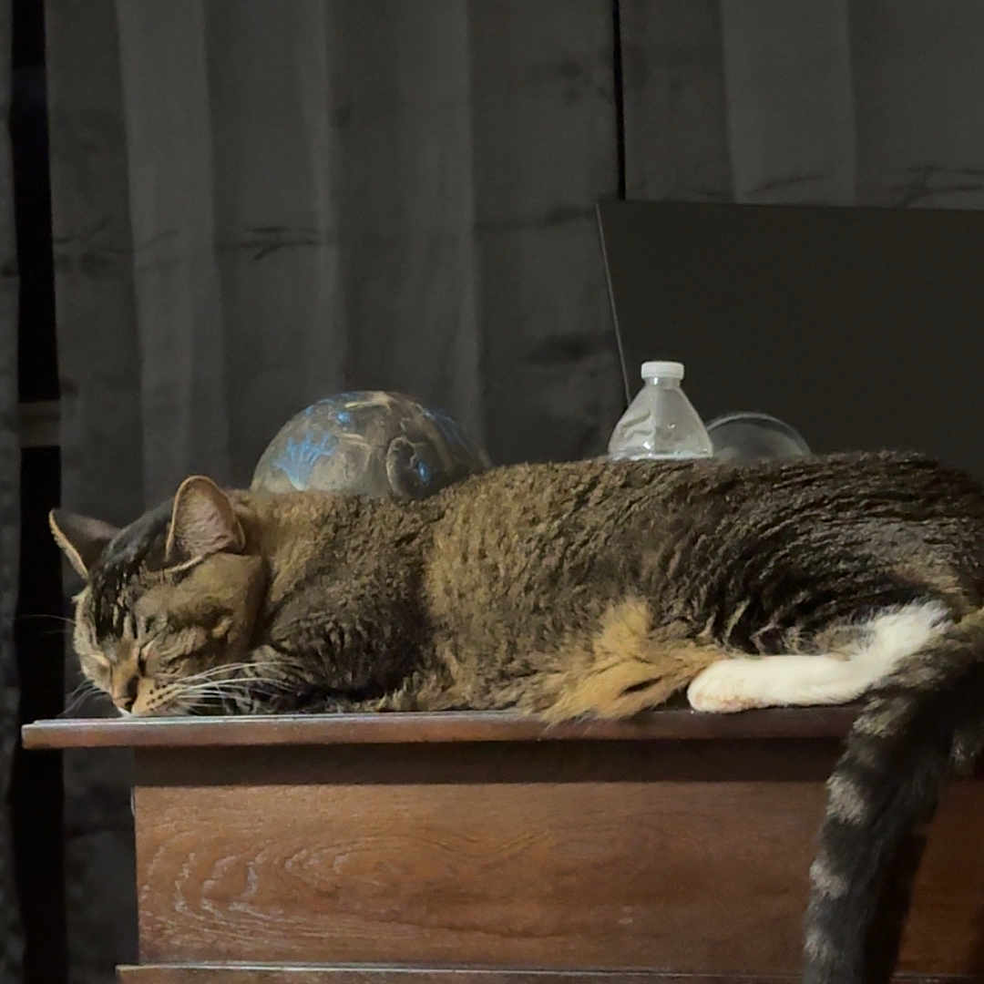 Blainey joined the competition — help win amazing prizes! calm, cat, curtains, domestic_animal, feline, fur, furniture, globe, home, indoor, pet, quiet, relaxation, resting, sleeping, tabby_cat, table, tail, water_bottle, wooden_table