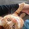 kitten, cat, orange_tabby, pet, animal, whiskers, fur, cute, eyes, paw, human_arm, denim, clothing, resting, indoor, cozy, soft, closeup, face, curious