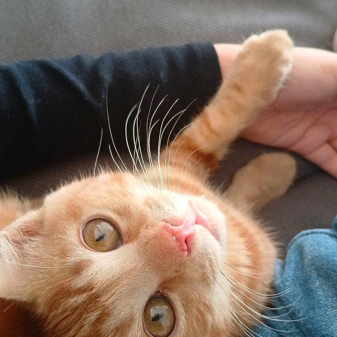 Bebe Berlioz
