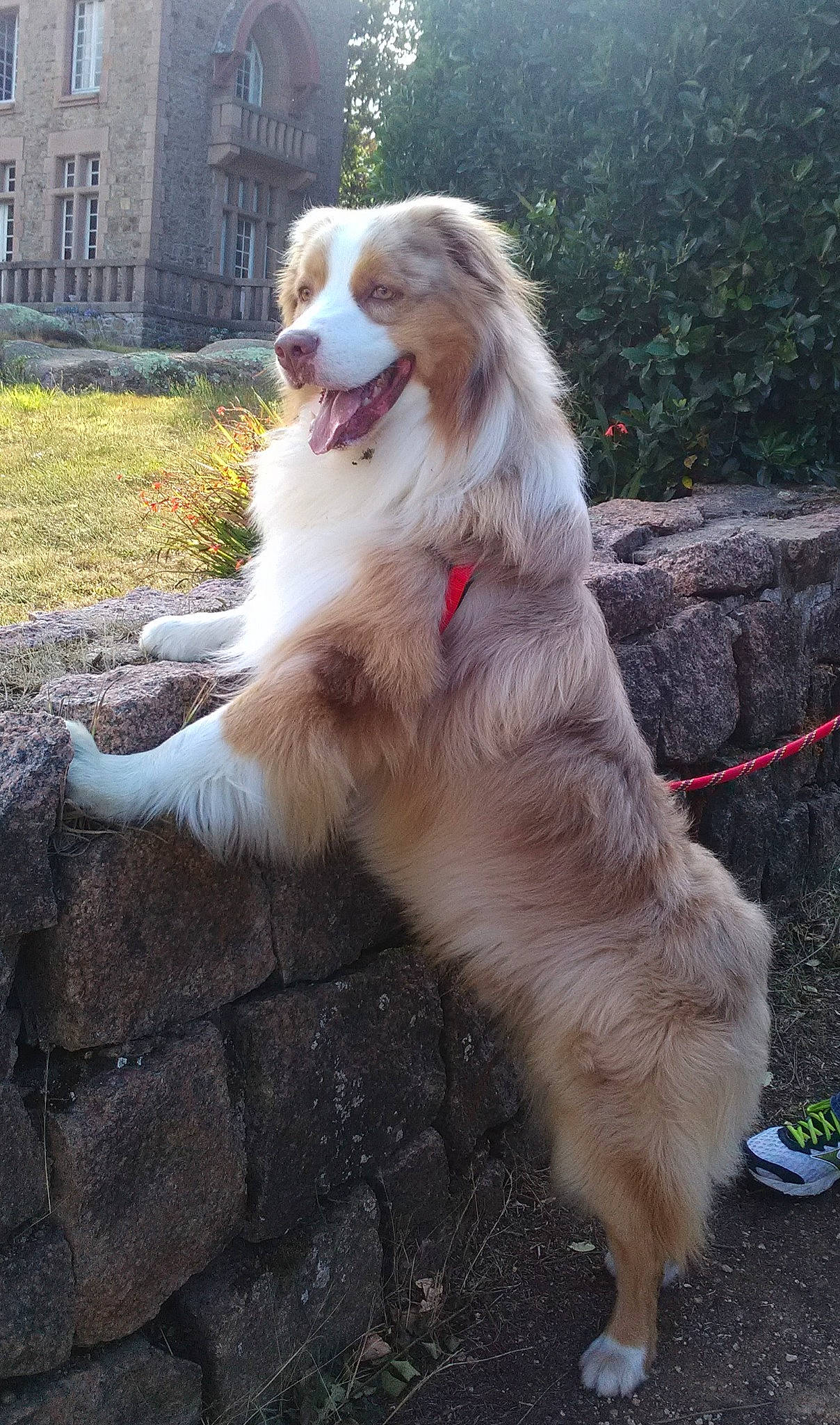 Naho a rejoint le concours — aidez-le/la à gagner de superbes lots ! aidi, australian_collie, australian_shepherd, basque_shepherd_dog, border_collie, canidae, carnivore, collie, companion_dog, dog, dog_breed, fawn, liver, mammal, miniature_australian_shepherd, scotch_collie, small_greek_domestic_dog, sporting_group, vertebrate, working_dog