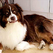 Nesquik a rejoint le concours — aidez-le/la à gagner de superbes lots ! animal, brown, cabinet, canine, companion, dog, floor, fluffy, fur, home, indoor, looking, lying_down, mammal, paws, pet, radiator, relaxed, tail, white