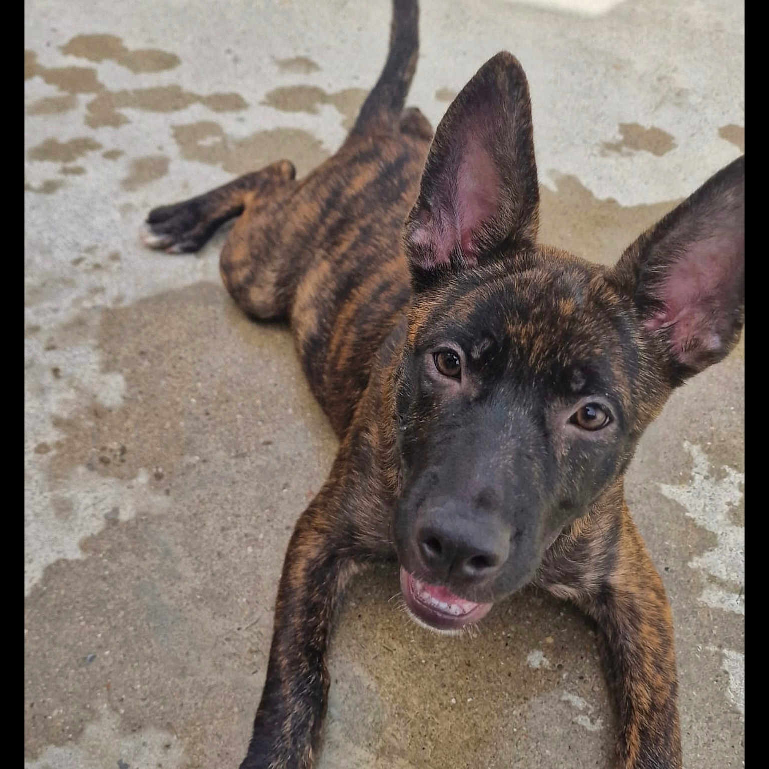Rif participe au concours pour gagner de l'argent avec cette photo : adorable, animal, brindle, canine, closeup, concrete, dog, ears, expression, friendly, looking_up, lying_down, muzzle, outdoor, pet, playful, puppy, tongue, wet, young