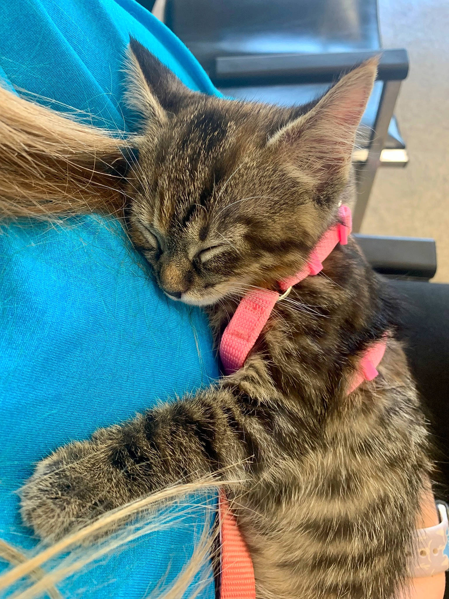 Nezzi joined the competition — help win amazing prizes! blue, carnivore, cat, claw, comfort, domestic_short_haired_cat, electric_blue, eye, felidae, foot, fur, grass, paw, small_to_medium_sized_cats, snout, tail, terrestrial_animal, whiskers