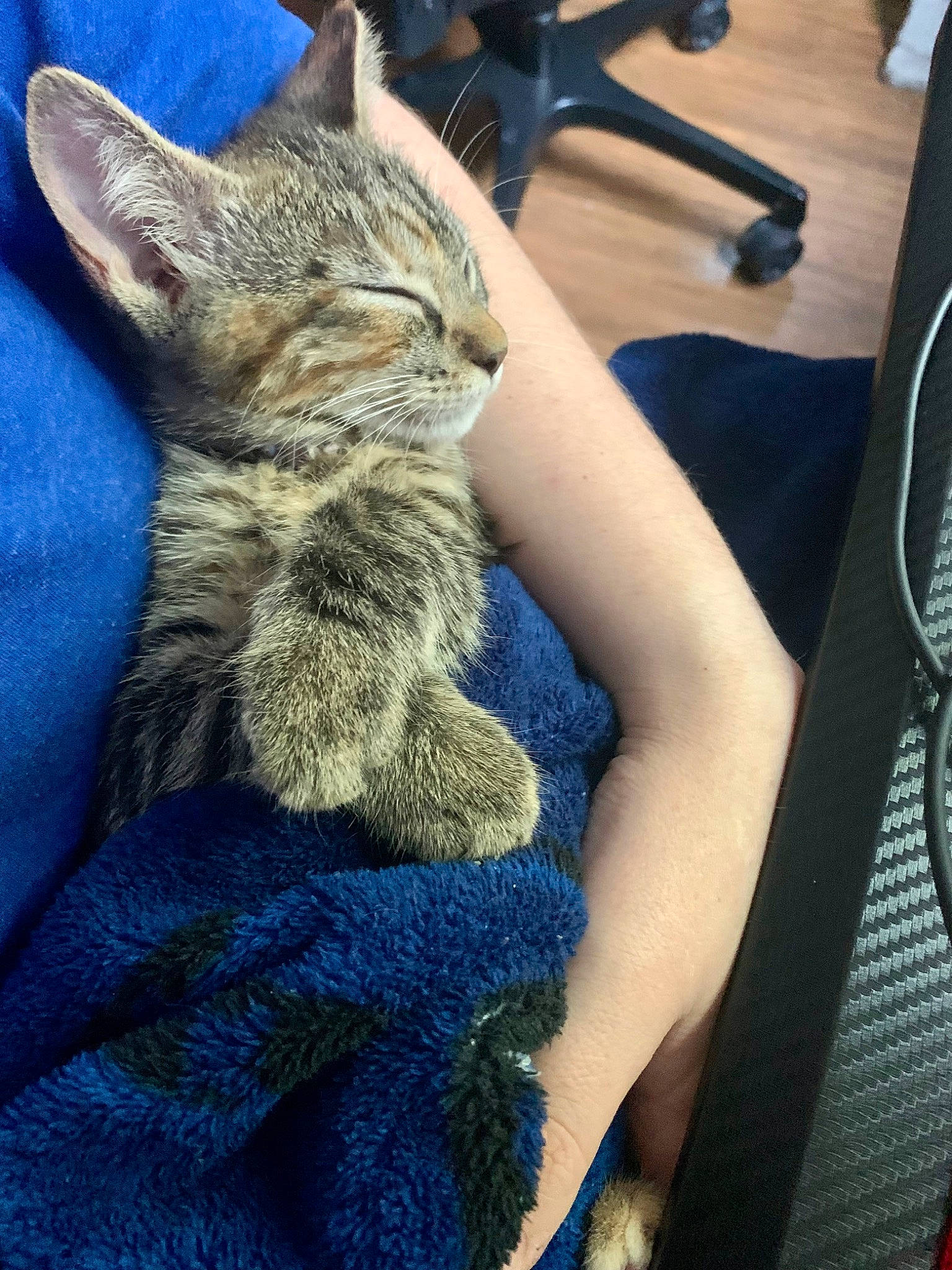 Nezzi joined the competition — help win amazing prizes! blue, carnivore, cat, chair, claw, comfort, domestic_short_haired_cat, electric_blue, felidae, fur, gesture, human_leg, mobile_phone, paw, sitting, small_to_medium_sized_cats, snout, tail, thigh, whiskers