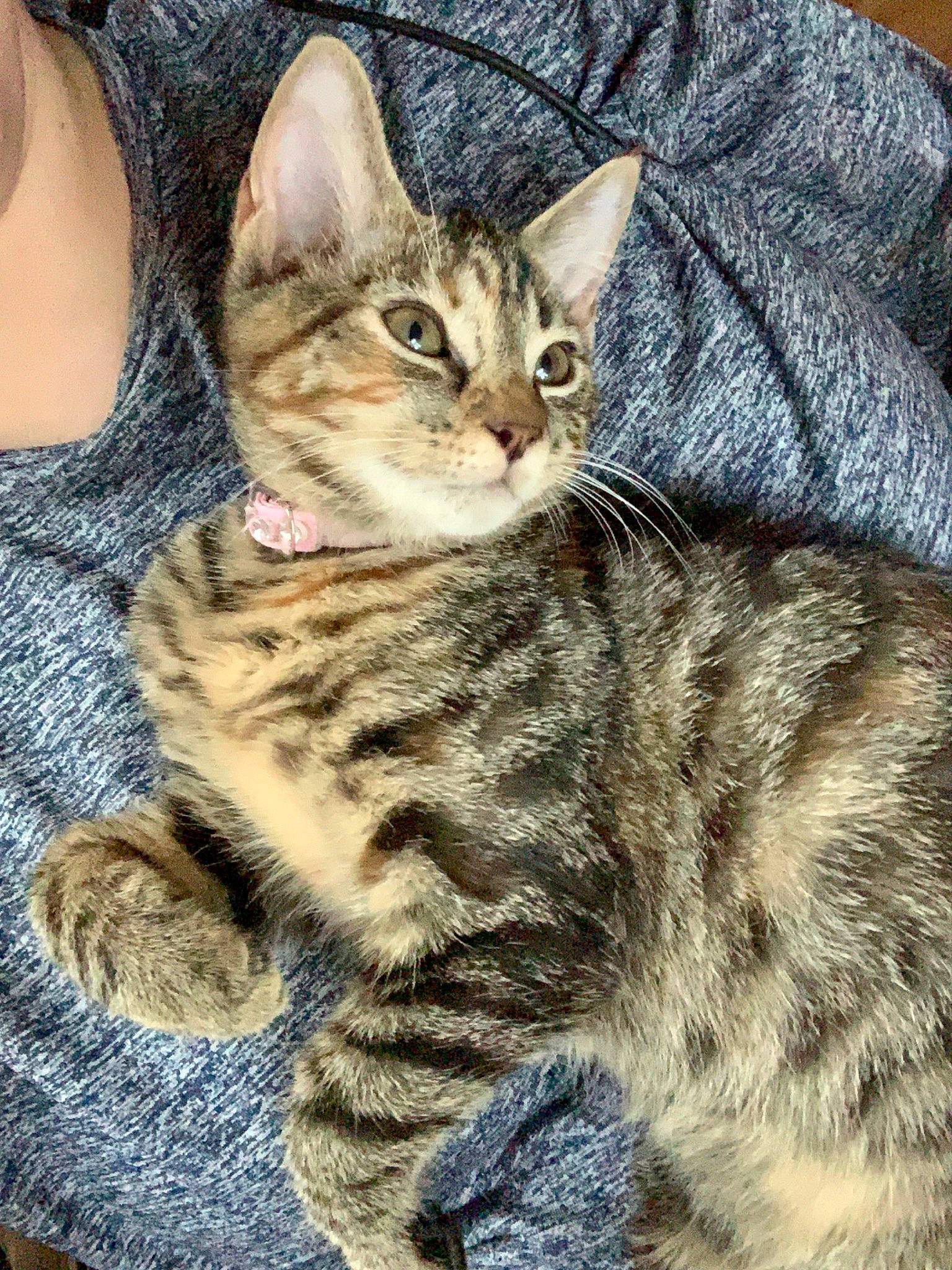 Nezzi joined the competition — help win amazing prizes! carnivore, cat, claw, domestic_short_haired_cat, felidae, fur, paw, small_to_medium_sized_cats, snout, tail, terrestrial_animal, whiskers