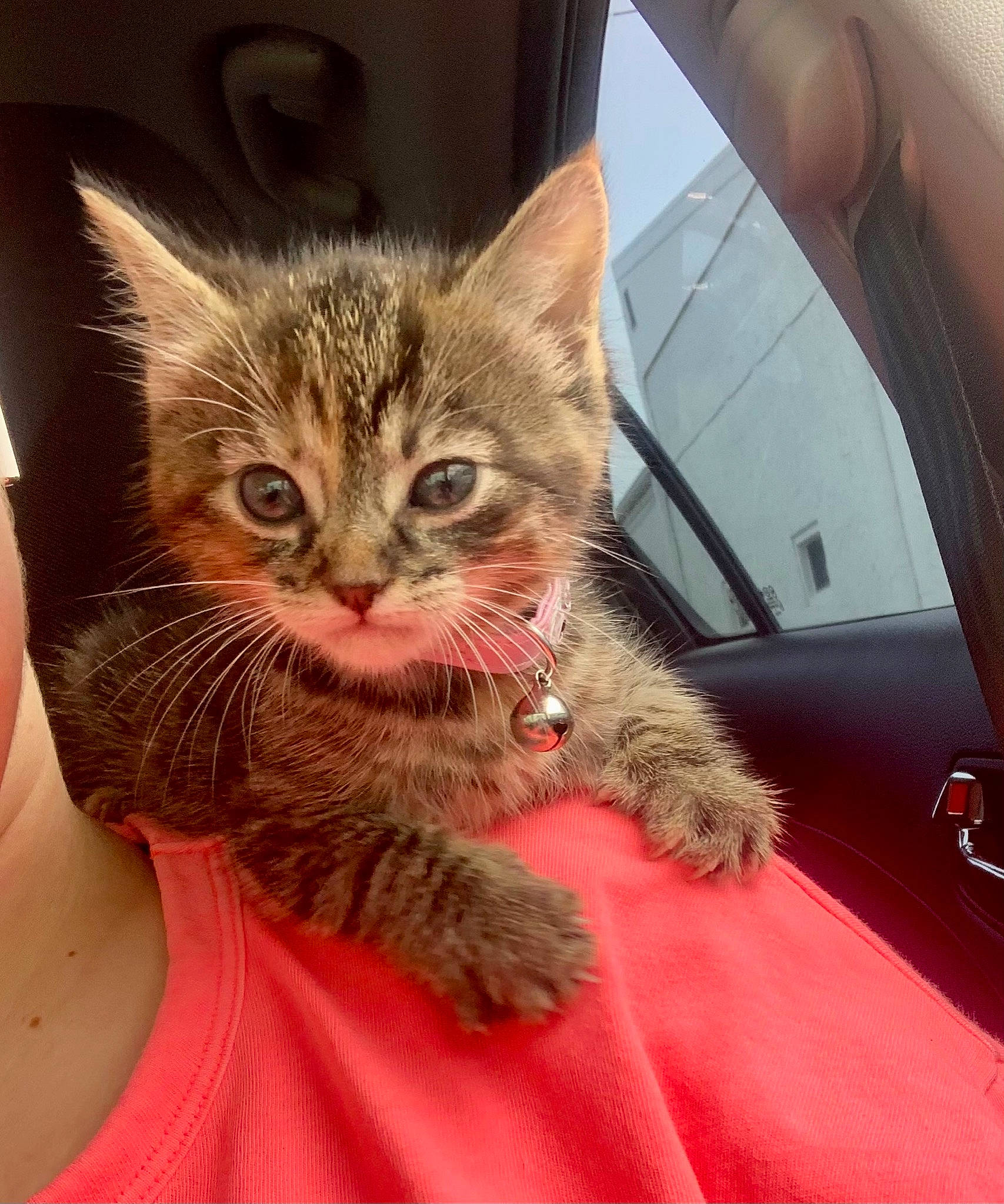 Nezzi joined the competition — help win amazing prizes! carnivore, cat, comfort, domestic_short_haired_cat, fawn, felidae, finger, fur, gesture, hand, human_leg, lap, nail, paw, small_to_medium_sized_cats, snout, tail, vehicle_door, whiskers, window