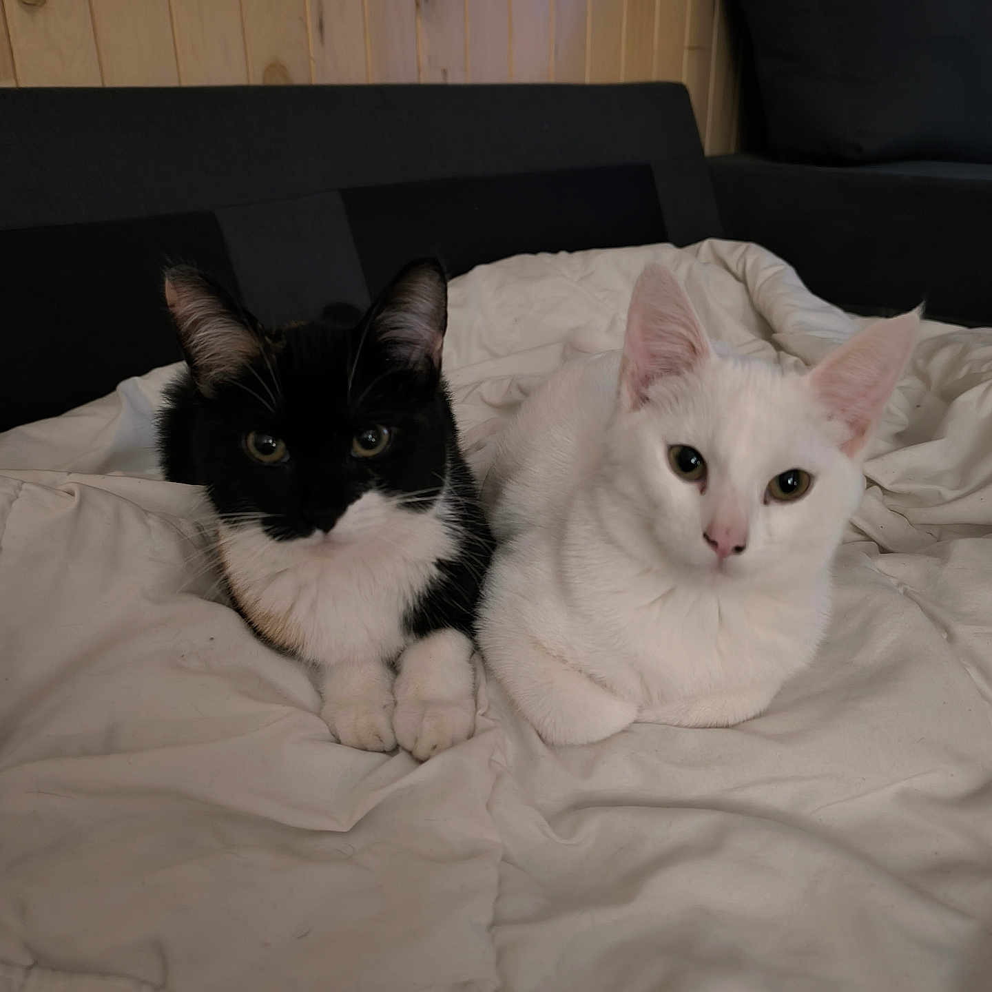 Ana Et Arya a rejoint le concours — aidez-le/la à gagner de superbes lots ! animal, black_and_white_cat, blanket, cat, companions, cozy, cute, domestic, ears, eyes, fur, furniture, indoor, pets, relaxed, resting, sofa, whiskers, white_cat, wooden_wall