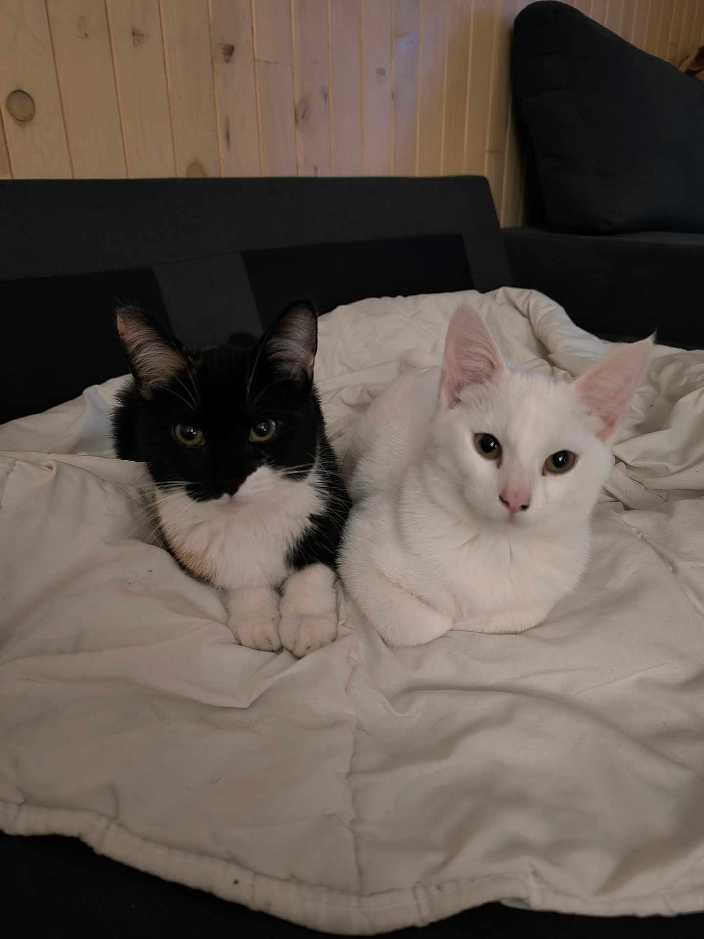Ana Et Arya a rejoint le concours — aidez-le/la à gagner de superbes lots ! animal, black_and_white_cat, blanket, cat, companions, cozy, cute, domestic, ears, eyes, fur, furniture, indoor, pets, relaxed, resting, sofa, whiskers, white_cat, wooden_wall
