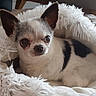 dog, chihuahua, small_dog, pet, animal, portrait, close_up, fluffy_blanket, white_fur, black_and_white, pointed_ears, large_eyes, brown_eyes, nose, lying_down, indoor, cozy, cute, muzzle, couch