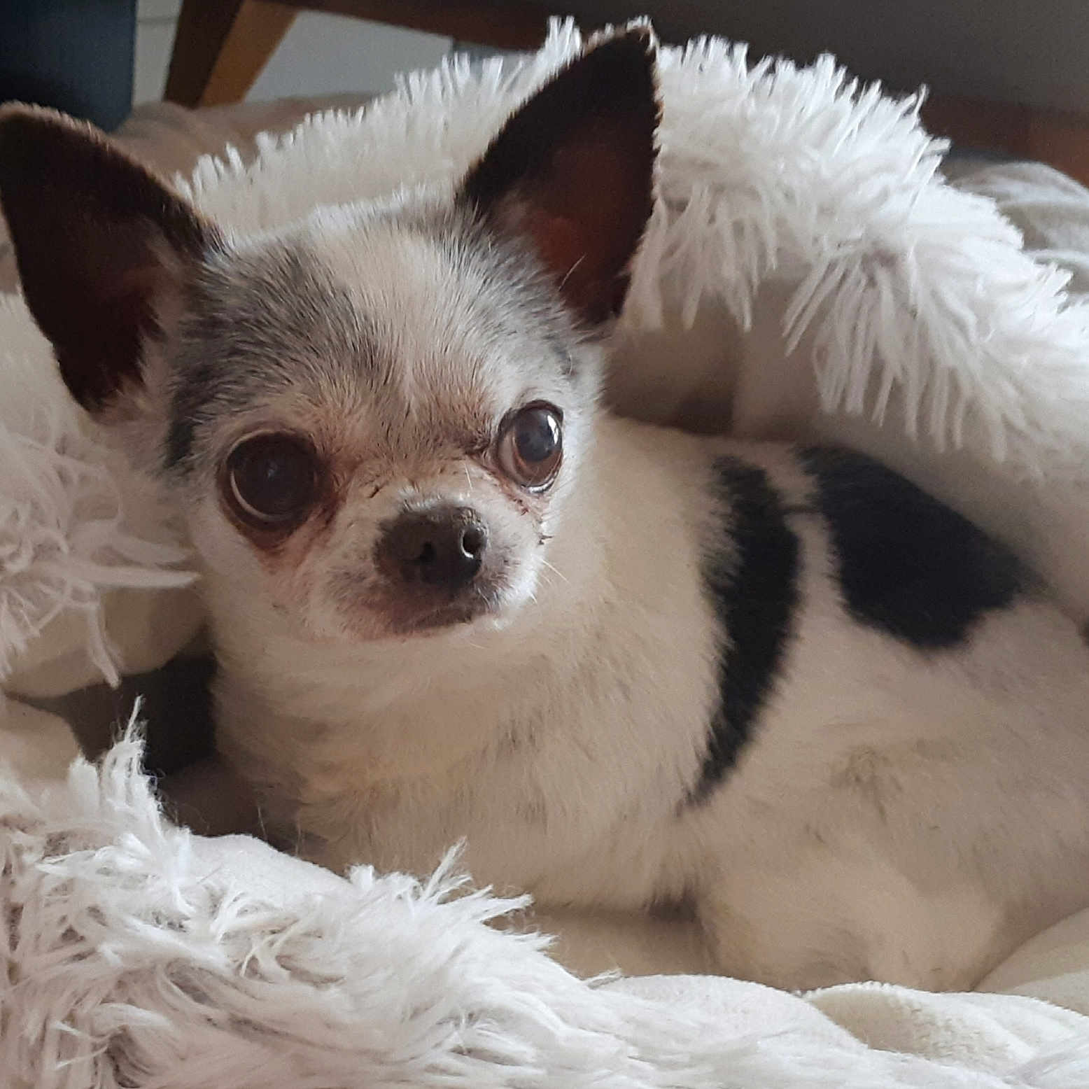 Heïdi participe au concours pour gagner de l'argent avec cette photo : dog, chihuahua, small_dog, pet, animal, portrait, close_up, fluffy_blanket, white_fur, black_and_white, pointed_ears, large_eyes, brown_eyes, nose, lying_down, indoor, cozy, cute, muzzle, couch