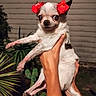 dog, chihuahua, small_dog, pet, flower_crown, red_flowers, white_fur, portrait, held_dog, human_hands, outdoor, plants, tropical_plant, cactus, wall, shutters, large_eyes, floppy_ears, funny_expression, animal_photography
