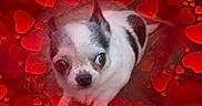 Heïdi participe au concours pour gagner de l'argent avec cette photo : dog, puppy, small_dog, black_and_white, white_fur, black_patches, brown_eyes, face, eyes, nose, portrait, close_up, lying_down, red_hearts, heart_pattern, valentines_day, romantic, pet, indoor, photo_effects