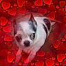 dog, puppy, small_dog, black_and_white, white_fur, black_patches, brown_eyes, face, eyes, nose, portrait, close_up, lying_down, red_hearts, heart_pattern, valentines_day, romantic, pet, indoor, photo_effects