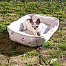 Heïdi participe au concours pour gagner de l'argent avec cette photo : dog, chihuahua, small_dog, pet, animal, puppy, outdoor, grass, garden, sunlight, pet_bed, snowman_pattern, white_fur, pointed_ears, sitting, lying_down, portrait, backyard, nature, cute