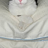 Willow is registered to the contest to win money with this photo: cat, black_and_white, yellow_eyes, pet, animal, indoor, close_up, face, whiskers, ears, pink_nose, fur, curious, resting, pillow, cushion, soft, comfortable, domestic, cute