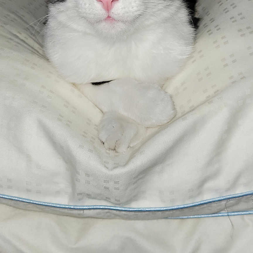 Willow