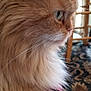 Rango is registered to the contest to win money with this photo: cat, orange_cat, fluffy, side_profile, green_eyes, indoor, chair, vertical_blinds, pink_surface, whiskers, fur, pet, animal, domestic_cat, close_up, curious, feline, mammal, relaxed, home