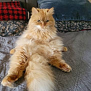 Rango is registered to the contest to win money with this photo: cat, ginger_cat, fluffy, long_hair, pet, indoor, bed, pillows, blanket, furniture, relaxed, sitting, cute, animal, mammal, whiskers, tail, ears, fur, home