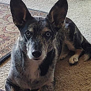 Sinatra is registered to the contest to win money with this photo: dog, indoor, carpet, pet_house, blue_eyes, large_ears, lying_down, curious, furniture, box, home, animal, mammal, domestic, fur, paw, pet, resting, looking, cozy