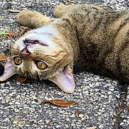 Rita is registered to the contest to win money with this photo: cat, tabby, animal, pet, lying_down, upside_down, pavement, dry_leaves, outdoor, playful, fur, whiskers, ears, teeth, closeup, texture, nature, cute, relaxed, daylight