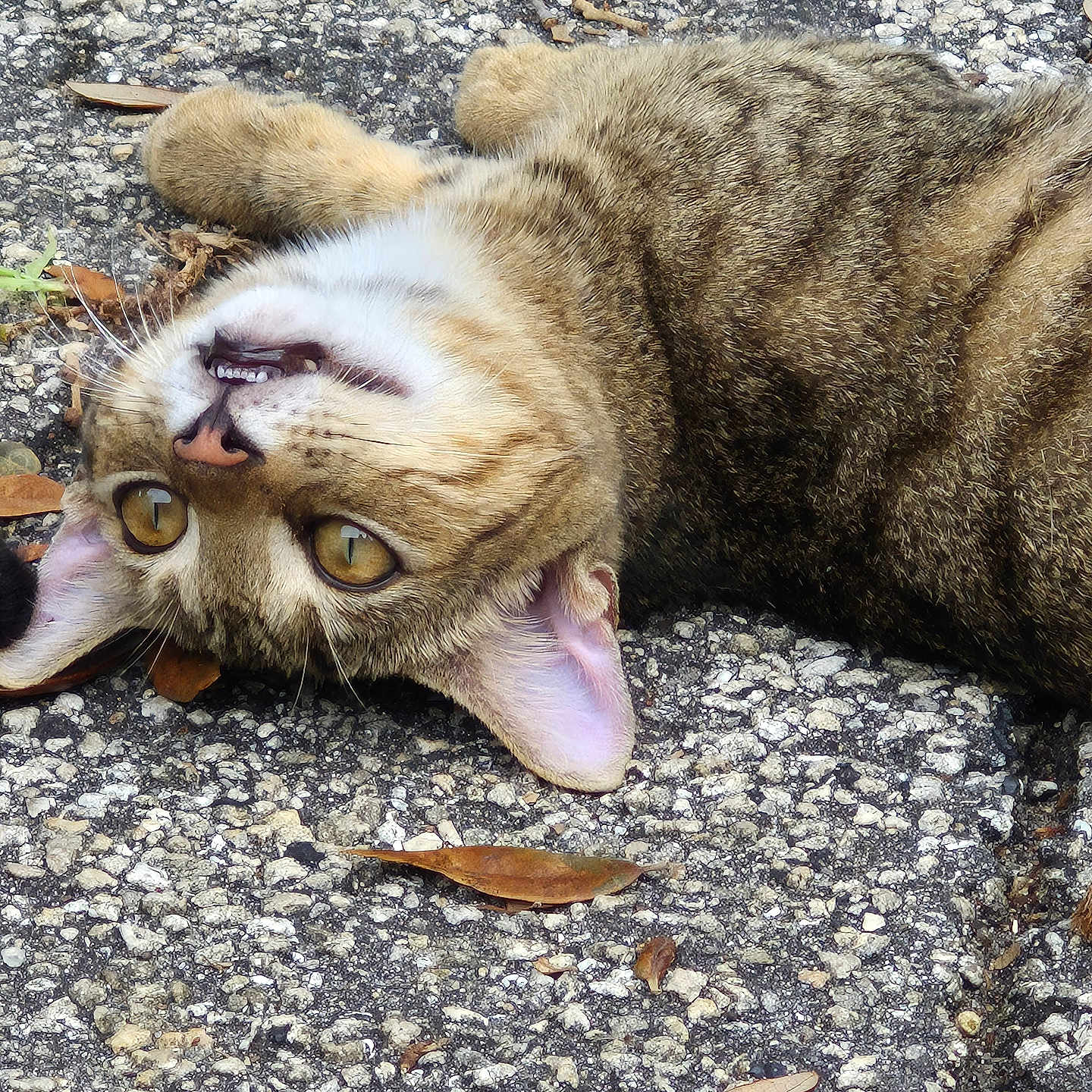 Rita
