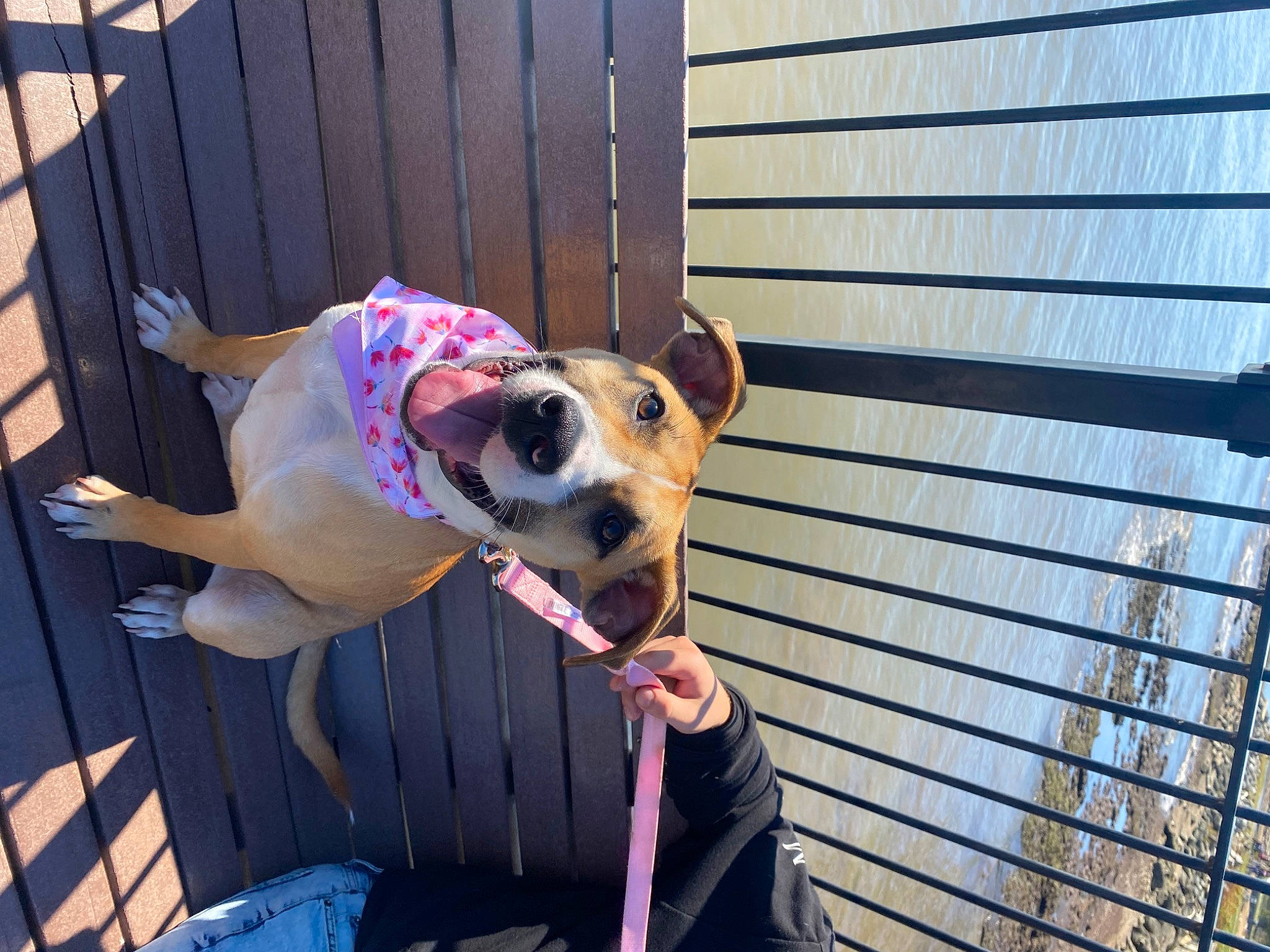 Lulu joined the competition — help win amazing prizes! canidae, carnivore, collar, companion_dog, dog, dog_breed, dog_collar, dog_supply, eyewear, fawn, guard_dog, leash, pattern, pet_supply, snout, sporting_group, tail, wood, working_animal, working_dog