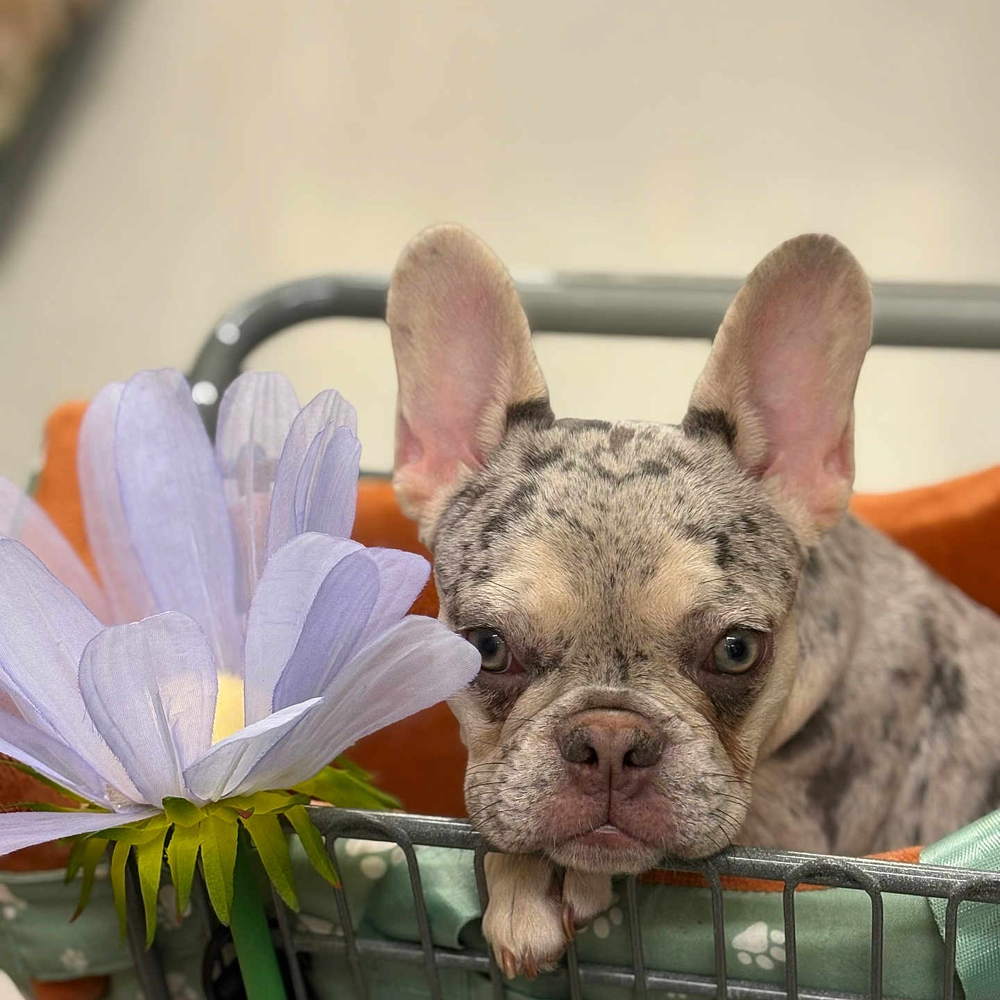 Kruz joined the competition — help win amazing prizes! animal, basket, brown, closeup, cozy, cute, decor, dog, ears, fabric, flower, french_bulldog, gray, green, indoor, paws, pet, portrait, puppy, soft_lighting
