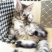 Athena participe au concours pour gagner de l'argent avec cette photo : kitten, cat, tabby, fluffy, gray, paw, fur, animal, pet, relaxed, cute, indoor, chair, patterned, black_and_white, feline, young, small, whiskers, tail