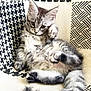 kitten, cat, tabby, fluffy, gray, paw, fur, animal, pet, relaxed, cute, indoor, chair, patterned, black_and_white, feline, young, small, whiskers, tail