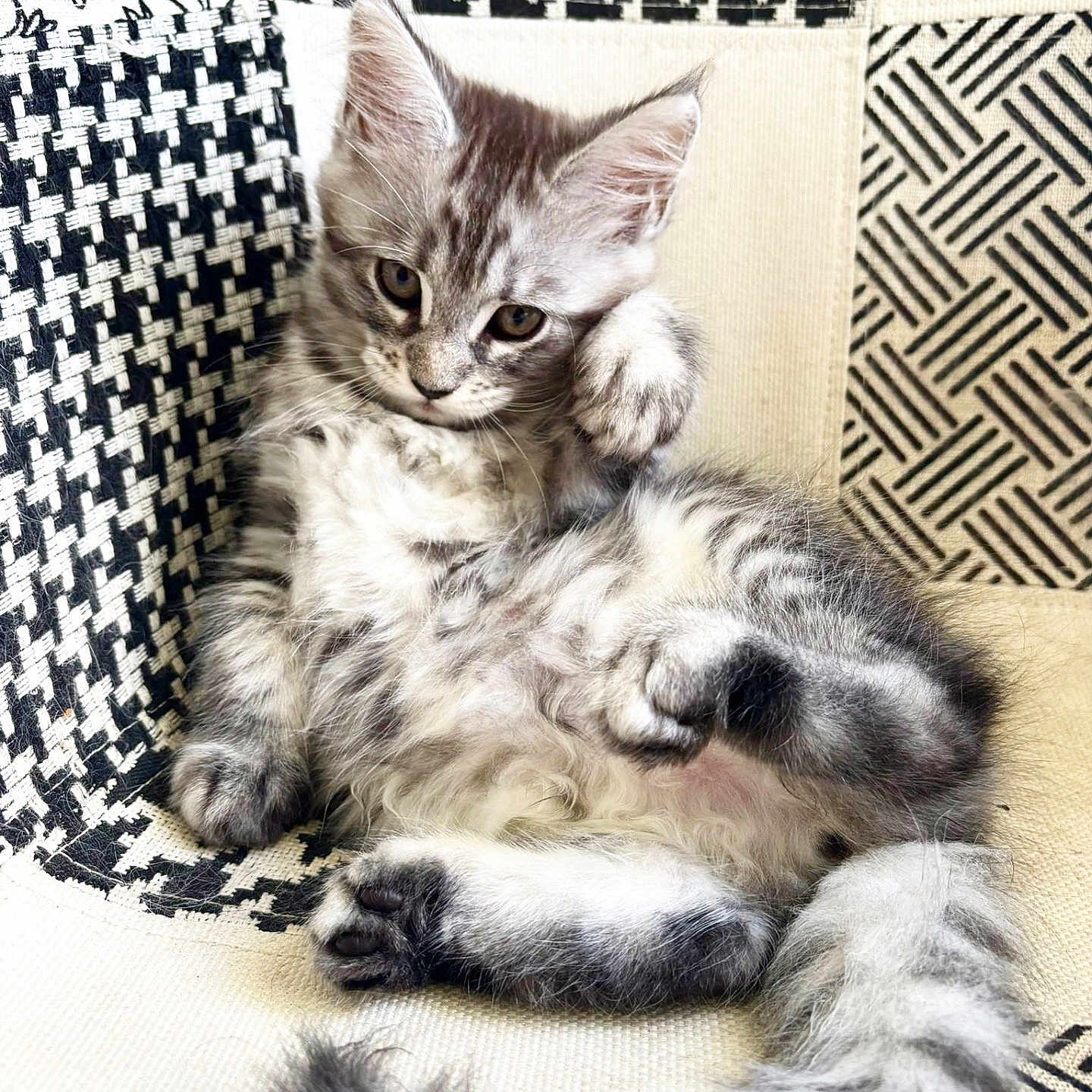 Athena participe au concours pour gagner de l'argent avec cette photo : animal, black_and_white, cat, chair, cute, feline, fluffy, fur, gray, indoor, kitten, patterned, paw, pet, relaxed, small, tabby, tail, whiskers, young