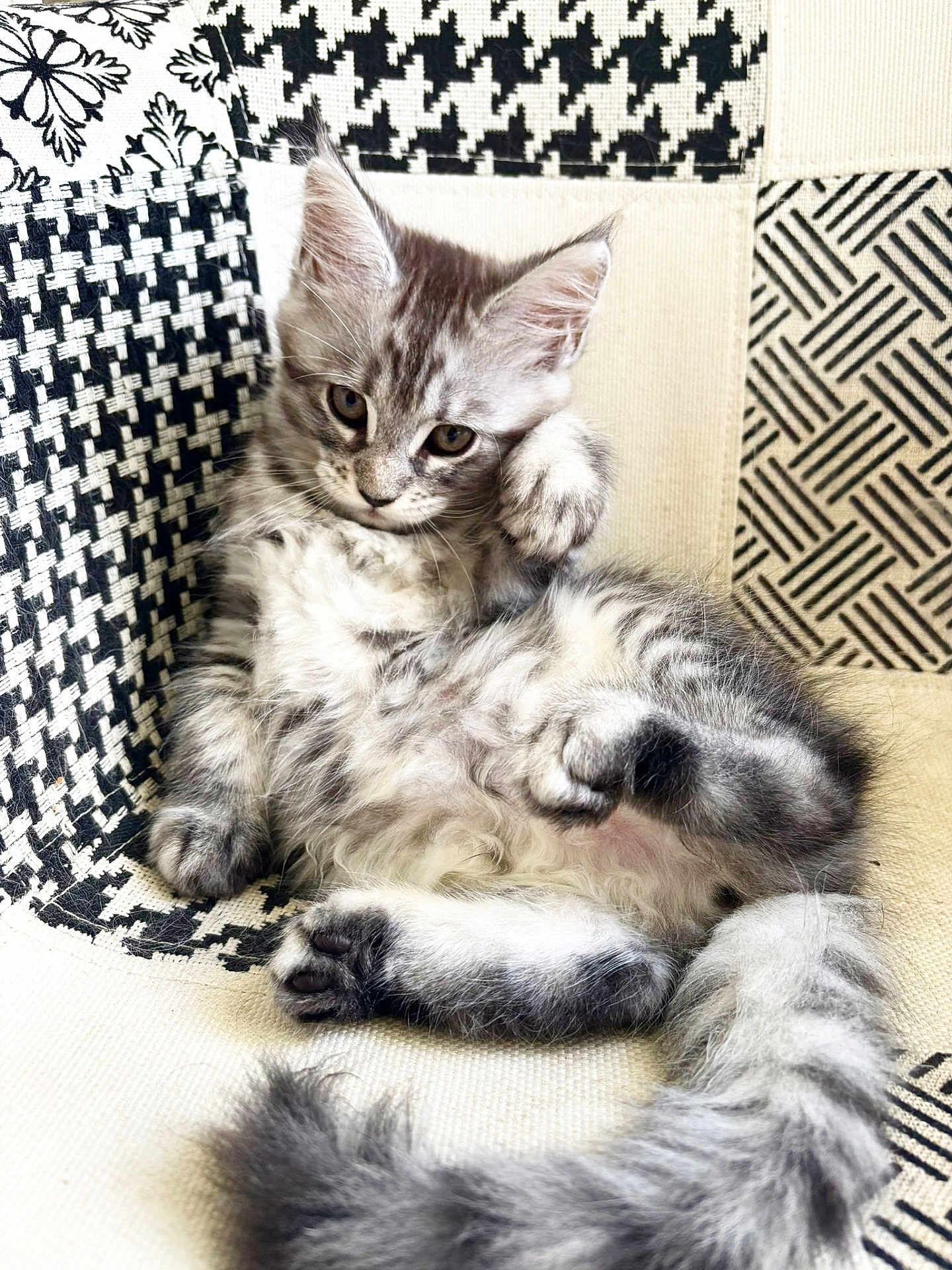 Athena participe au concours pour gagner de l'argent avec cette photo : kitten, cat, tabby, fluffy, gray, paw, fur, animal, pet, relaxed, cute, indoor, chair, patterned, black_and_white, feline, young, small, whiskers, tail