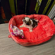 Bella participe au concours pour gagner de l'argent avec cette photo : puppy, dog, small_dog, fluffy, black_and_white, pet_bed, red_bed, plush_toy, toy, sleeping, lying_down, animal, pet, indoors, wood_floor, home, furniture, cozy, portrait, cute
