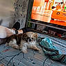 Bella participe au concours pour gagner de l'argent avec cette photo : dog, puppy, shih_tzu, small_dog, fluffy, white_fur, brown_fur, black_fur, lying_down, bed, bedspread, bedroom, television, retro_gadget, slippers, clothing, houseplant, dreamcatcher, indoor, cozy