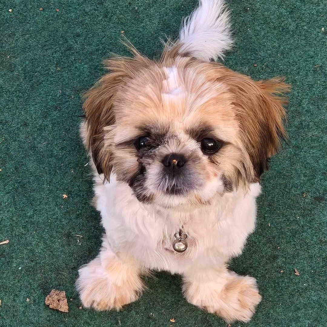 Bella