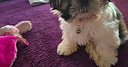 Bella participe au concours pour gagner de l'argent avec cette photo : dog, puppy, shih_tzu, small_dog, fluffy, long_hair, black_white, brown, sitting, indoors, carpet, purple_carpet, toy, pet, collar, home, television, portrait, cute, companion_animal