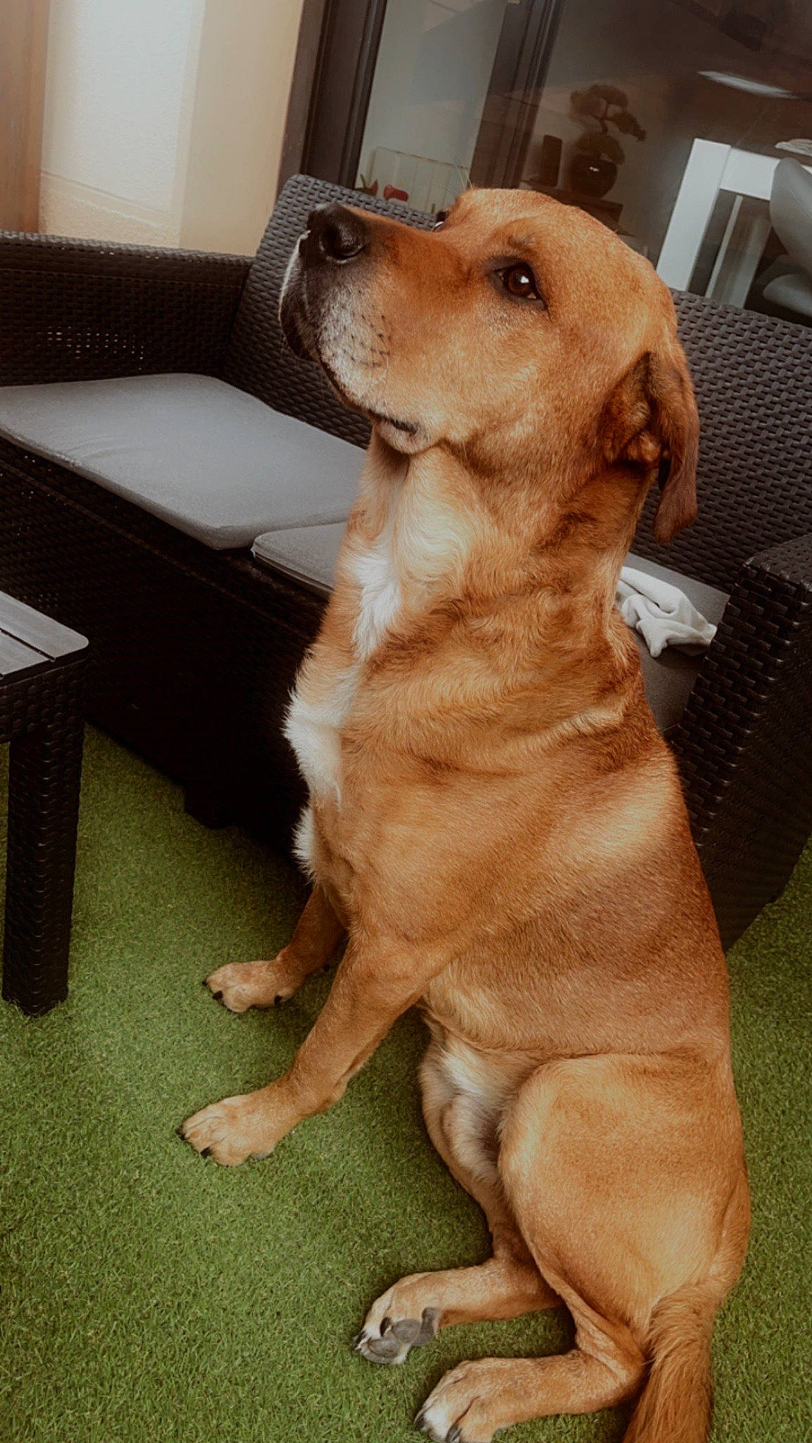 Moogly participe au concours pour gagner de l'argent avec cette photo : canidae, carnivore, collar, comfort, companion_dog, couch, dog, dog_breed, dog_collar, fawn, flooring, fur, hardwood, paw, pet_supply, snout, sporting_group, tail, whiskers, working_animal