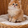 kitten, cat, fluffy, orange_cat, blue_eyes, sitting, wicker_basket, towel, cute, pet, animal, furry, indoor, small, young, adorable, domestic_cat, cozy, soft, portrait