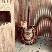 Brooke a rejoint le concours — aidez-le/la à gagner de superbes lots ! kitten, cat, basket, plant, wood_paneling, indoor, floor_tiles, curious, fluffy, orange_cat, pet, cute, small_animal, feline, home_decor, cozy, animal, indoor_plant, woven_basket, quiet