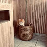 kitten, cat, orange_cat, basket, woven_basket, plant, tree, wood_paneling, corner, floor_tiles, indoor, pet, curious, small, cute, feline, domestic_animal, cozy, home_interior, young_cat