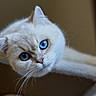 Alma participe au concours pour gagner de l'argent avec cette photo : cat, white_cat, blue_eyes, close_up, whiskers, fluffy, pet, animal, feline, curious, indoor, cozy, cat_tree, portrait, soft_light, cute, domestic_cat, mammal, young_cat, focused