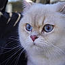 Alma participe au concours pour gagner de l'argent avec cette photo : cat, close_up, blue_eyes, white_fur, whiskers, pink_nose, pet, animal, fur, portrait, harness, indoor, calm, cute, domestic_cat, face, feline, soft_focus, pink, curious