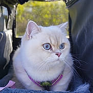 Alma a rejoint le concours — aidez-le/la à gagner de superbes lots ! cat, blue_eyes, white_fur, pet_carrier, harness, indoor, cozy, feline, curious, soft_light, mesh, close_up, portrait, animal, whiskers, pink_nose, fluffy, resting, looking_away, cute