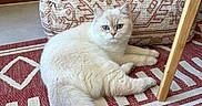 Alma a rejoint le concours — aidez-le/la à gagner de superbes lots ! cat, blue_eyes, fluffy_fur, indoor, rug, patterned_rug, pouf, wooden_chair, furniture, cozy, domestic_animal, pet, relaxed, floor, home_interior, cream_colored, sitting, looking_at_camera, whiskers, tail