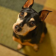 Koda joined the competition — help win amazing prizes!