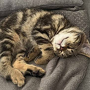 Blue a rejoint le concours — aidez-le/la à gagner de superbes lots ! cat, kitten, sleeping, tabby, feline, pet, animal, cozy, blanket, couch, fur, paw, relaxing, cute, indoor, resting, soft, striped, domestic, nap