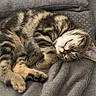 cat, kitten, sleeping, tabby, feline, pet, animal, cozy, blanket, couch, fur, paw, relaxing, cute, indoor, resting, soft, striped, domestic, nap