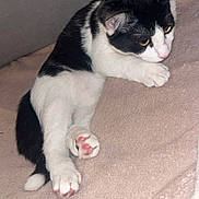 Angèle participe au concours pour gagner de l'argent avec cette photo : cat, black_and_white, paw, pink_paw_pads, blanket, soft_texture, indoor, feline, pet, curious, relaxed, lying_down, cozy, fur, whiskers, animal, cute, resting, golden_eyes, comfortable